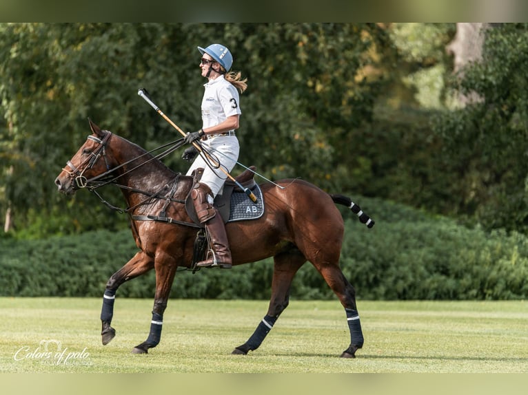 Polo Pony Merrie 18 Jaar Bruin in München