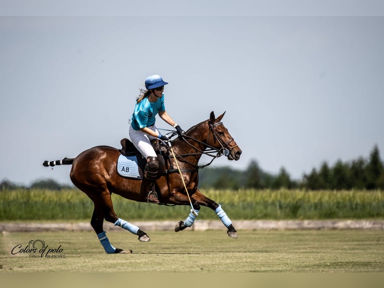 Polo Pony Merrie 18 Jaar Bruin in München
