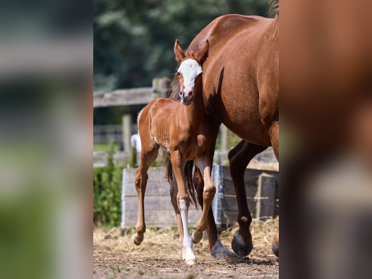 Polo Pony Merrie 1 Jaar 155 cm Donkere-vos in Nivå