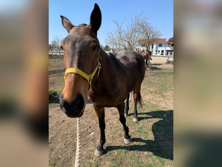 Polo Pony Merrie 20 Jaar 159 cm Donkerbruin in OberdingOberding