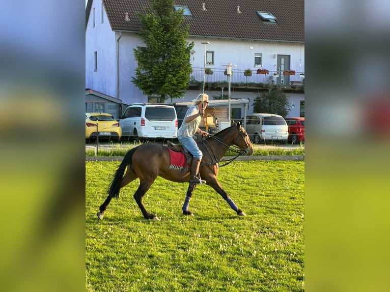 Polo Pony Merrie 20 Jaar 159 cm Donkerbruin in OberdingOberding