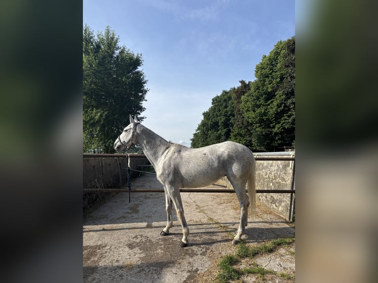 Polo Pony Merrie 20 Jaar 160 cm Vliegenschimmel in Holzkirchen