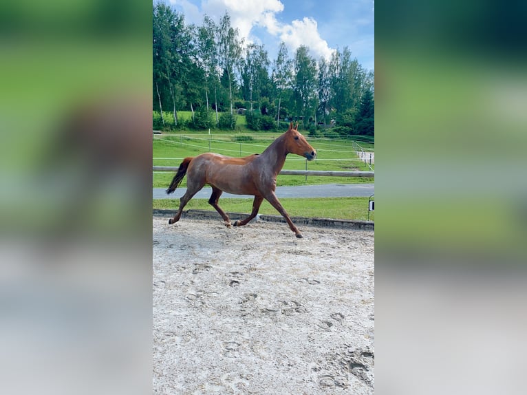 Polo Pony Merrie 20 Jaar Vos in Wunsiedel