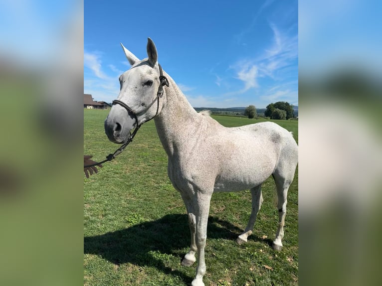 Polo Pony Merrie 21 Jaar 153 cm Appelschimmel in Hünenberg