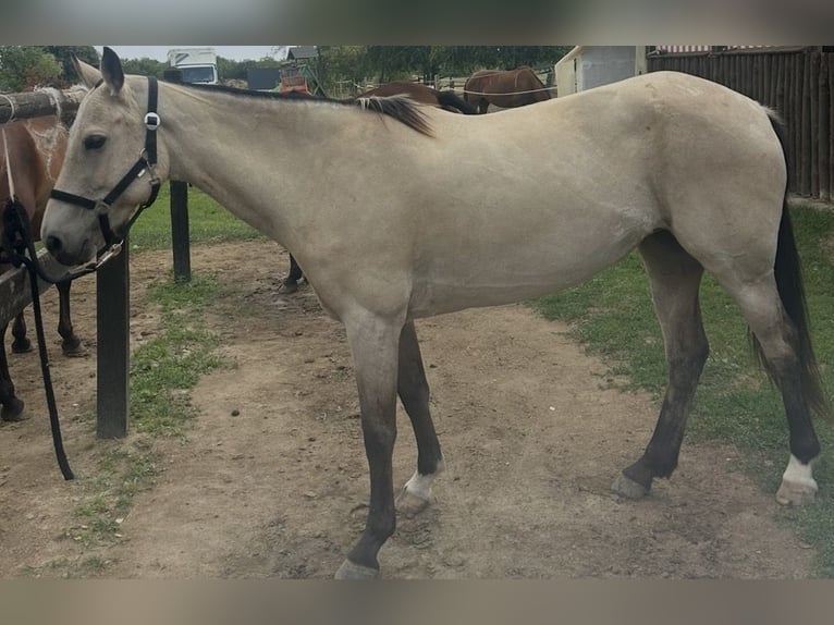 Polo Pony Merrie 6 Jaar 152 cm Buckskin in Dallgow-Döberitz