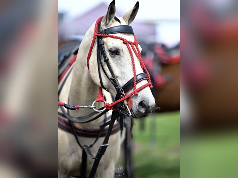 Polo Pony Merrie 6 Jaar 152 cm Buckskin in Dallgow-Döberitz