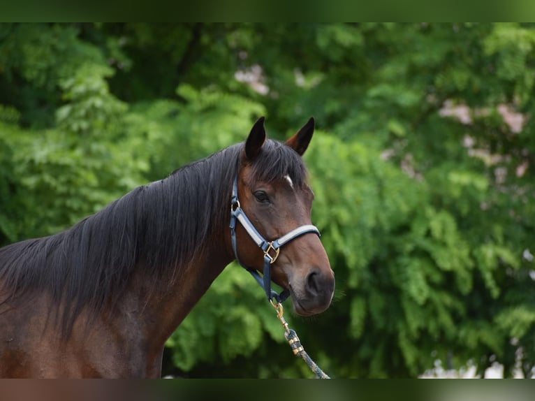 Polo Pony Merrie 7 Jaar 152 cm in Schönwalde