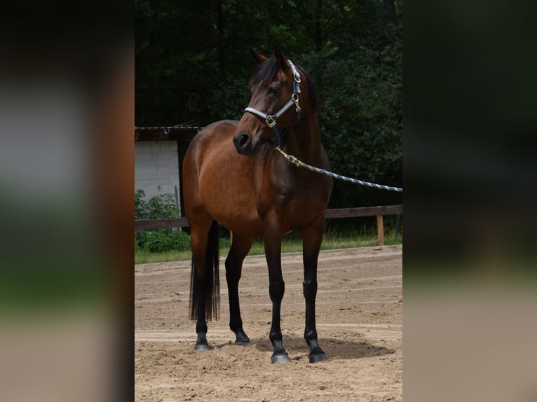 Polo Pony Merrie 7 Jaar 152 cm in Schönwalde