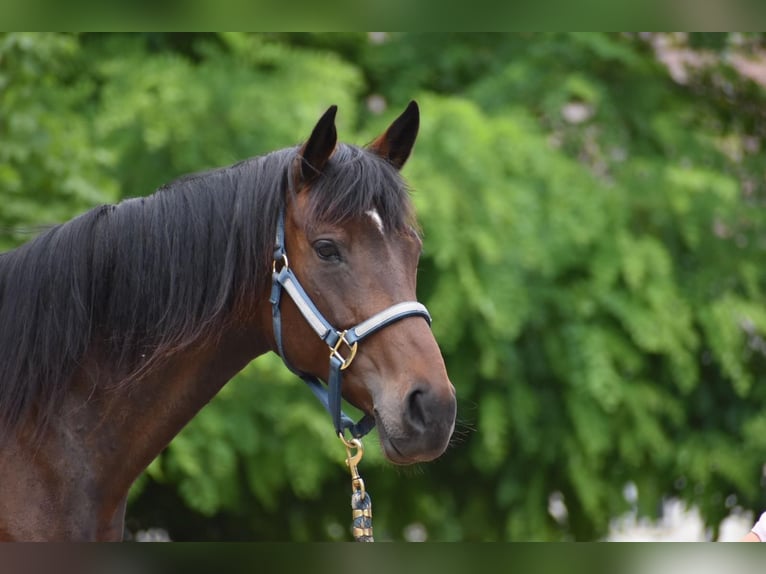 Polo Pony Merrie 7 Jaar 152 cm in Schönwalde