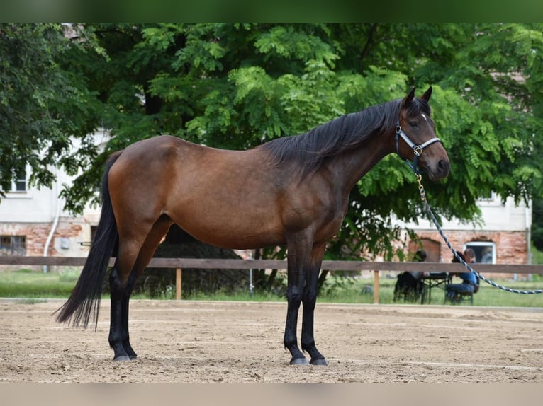 Polo Pony Merrie 7 Jaar 152 cm in Schönwalde