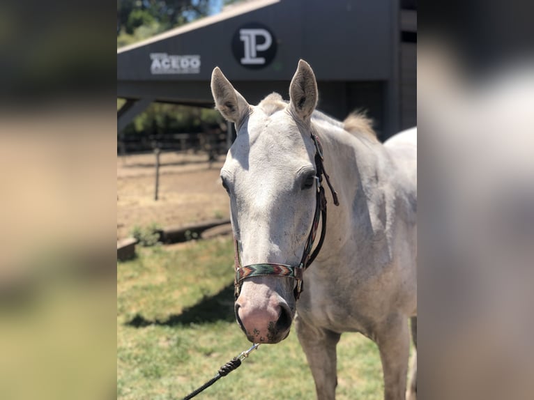 Polo Pony Merrie 8 Jaar 152 cm Schimmel in General Belgrano, Provincia Buenos Aires