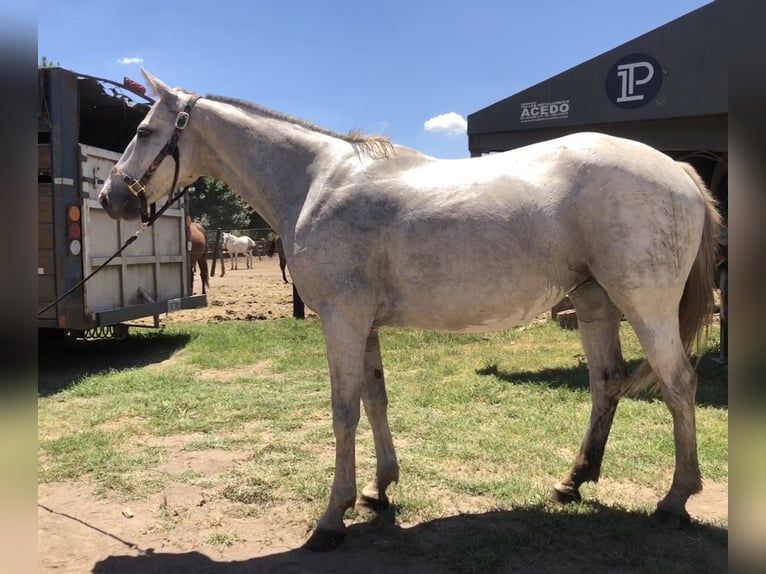 Polo Pony Merrie 8 Jaar 152 cm Schimmel in General Belgrano, Provincia Buenos Aires