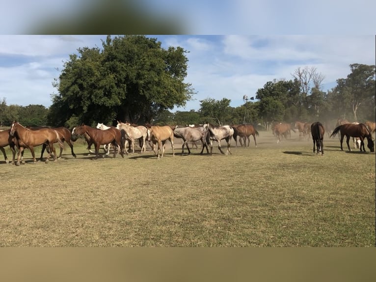 Polo Pony Merrie 8 Jaar 152 cm Schimmel in General Belgrano, Provincia Buenos Aires