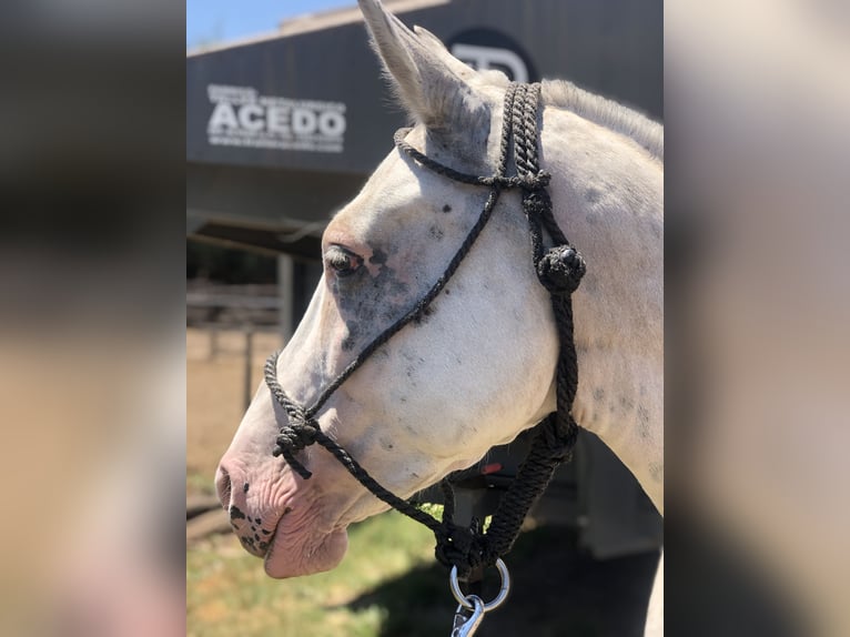 Polo Pony Merrie 8 Jaar 153 cm Schimmel in General Belgrano, Provincia Buenos Aires