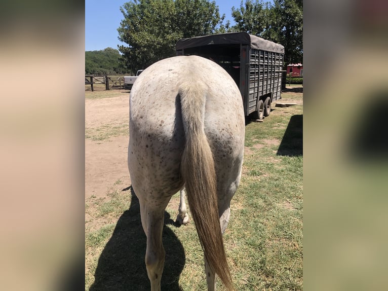 Polo Pony Merrie 8 Jaar 153 cm Schimmel in General Belgrano, Provincia Buenos Aires