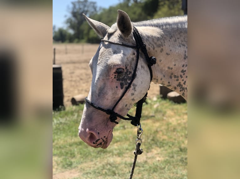 Polo Pony Merrie 8 Jaar 153 cm Schimmel in General Belgrano, Provincia Buenos Aires