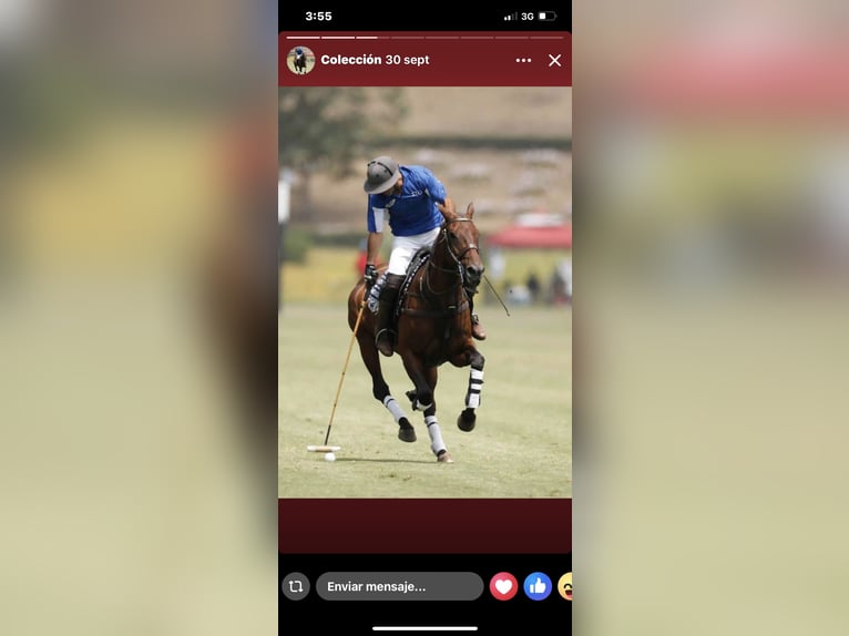 Polo Pony Mix Merrie 8 Jaar 155 cm Bruin in Las flores