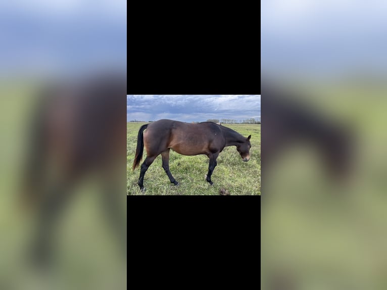 Polo Pony Merrie 8 Jaar 160 cm Zwart in San Miguel del monte, Buenos Aires province