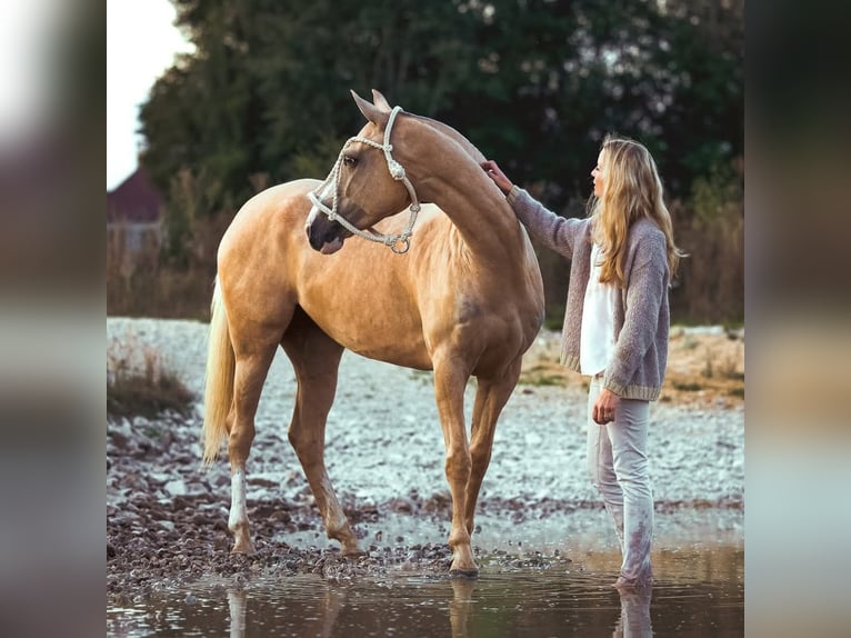 Polo Pony Merrie 8 Jaar Palomino in Nürnberg und Zürich