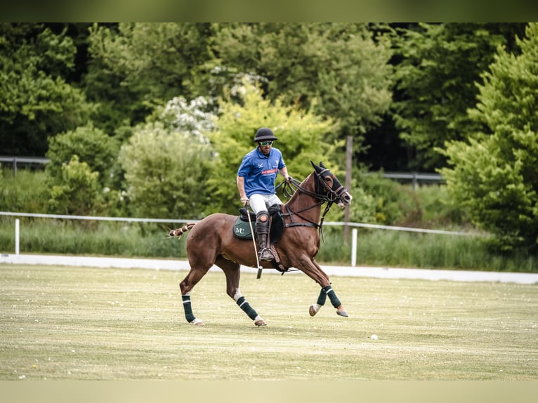Polo Pony Merrie 9 Jaar 157 cm Vos in Hettlingen Polo Pony Merrie 9 Jaar 157 cm Vos in Hettlingen