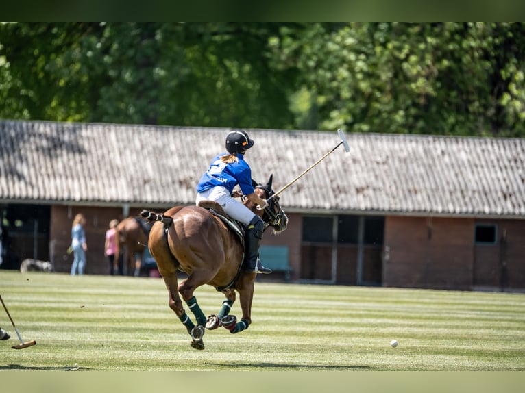 Polo Pony Ruin 10 Jaar Donkere-vos in Hettlingen