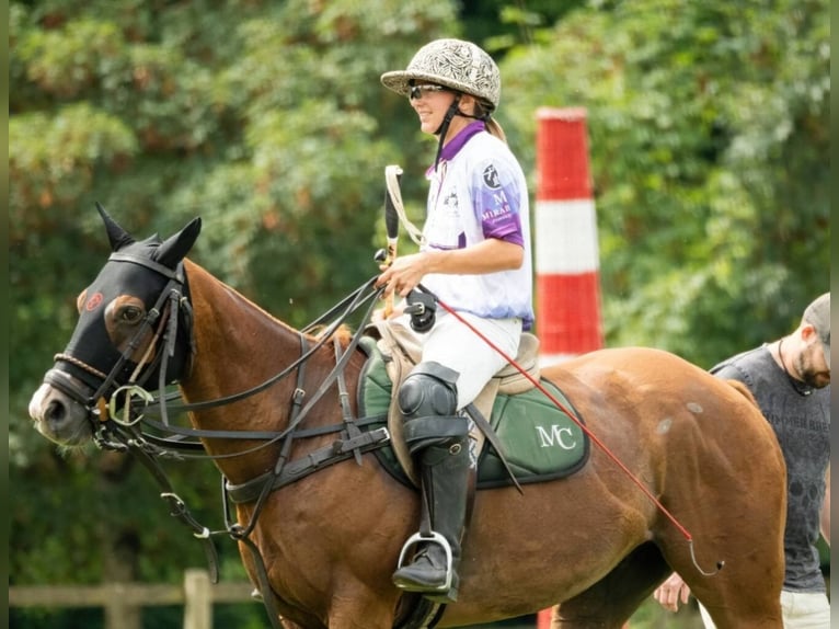 Polo Pony Ruin 10 Jaar Donkere-vos in Hettlingen