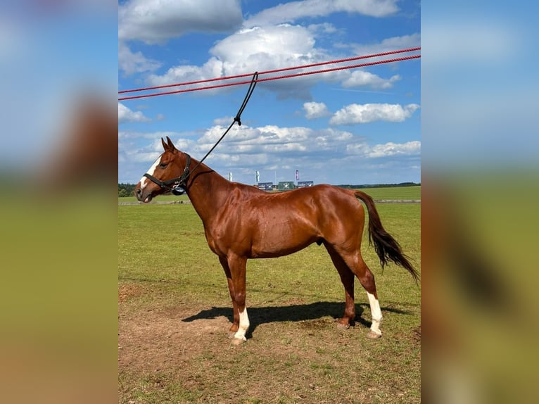 Polo Pony Ruin 13 Jaar 155 cm Vos in Salgen