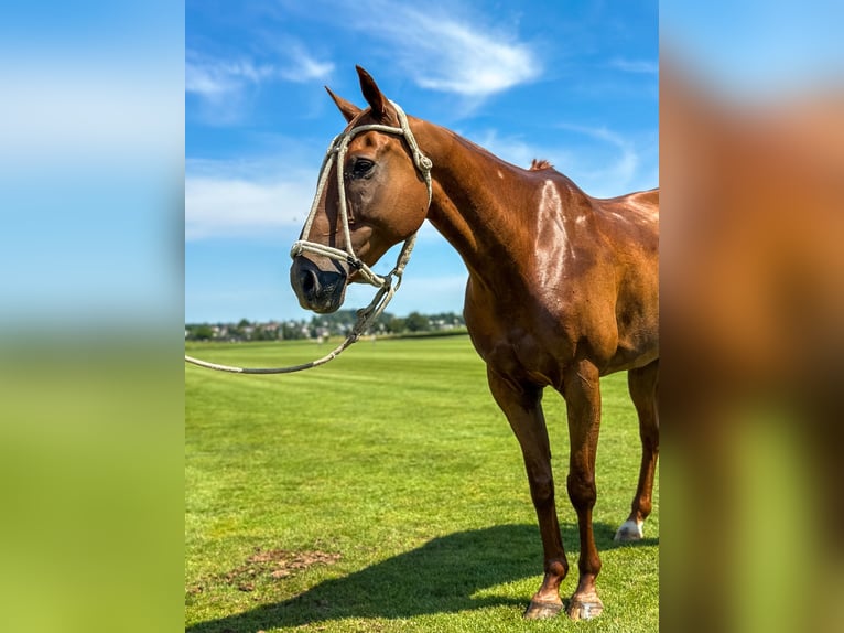 Polo Pony Mix Ruin 14 Jaar 160 cm Vos in Seuzach