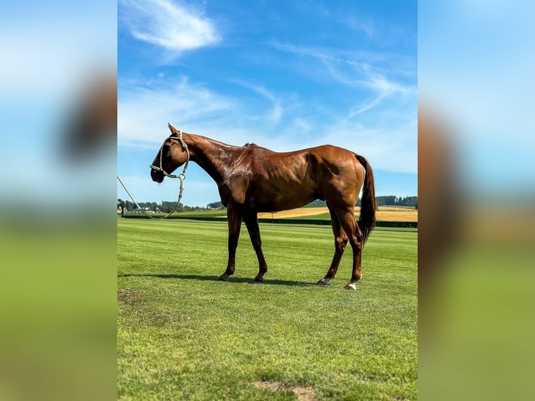 Polo Pony Mix Ruin 14 Jaar 160 cm Vos in Seuzach