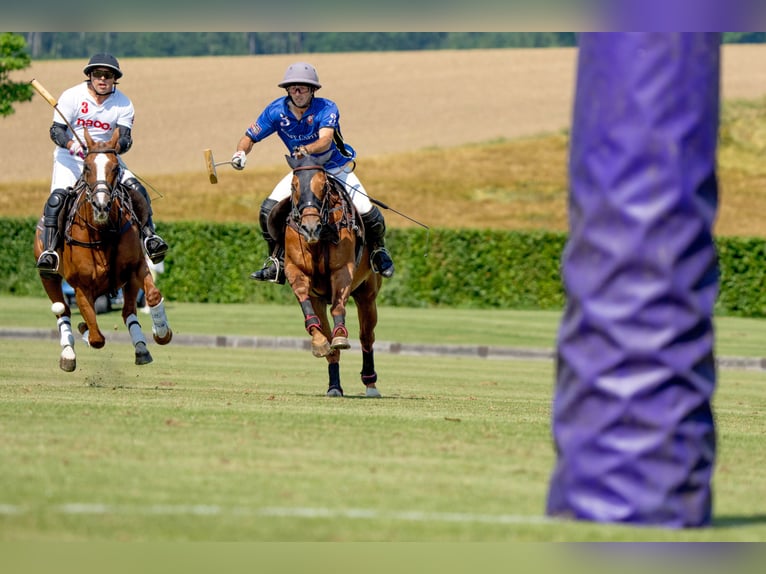 Polo Pony Mix Ruin 14 Jaar 160 cm Vos in Seuzach