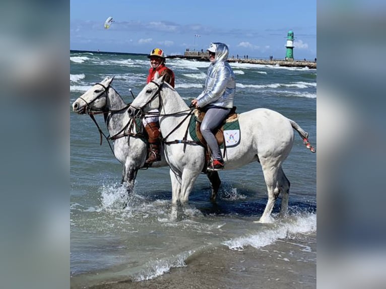 Polo Pony Ruin 17 Jaar 158 cm Schimmel in Schönaich