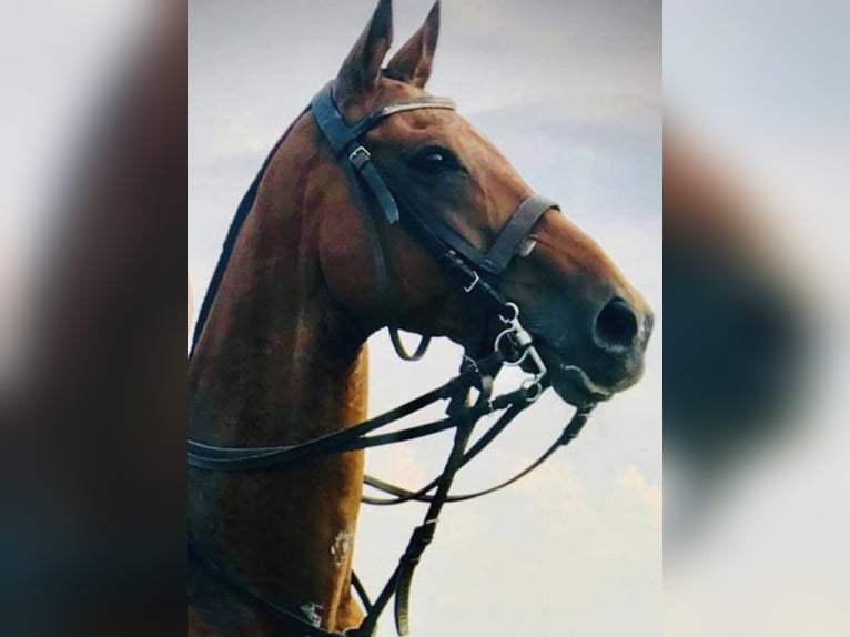 Polo Pony Ruin 19 Jaar 162 cm Bruin in Küssaberg