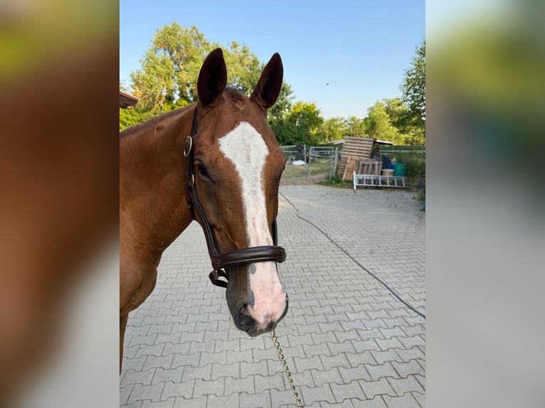 Polo Pony Ruin 20 Jaar 158 cm Vos in Mainbernheim