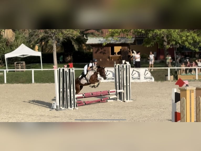 Polo Pony Mix Ruin 5 Jaar 147 cm Gevlekt-paard in Orvieto
