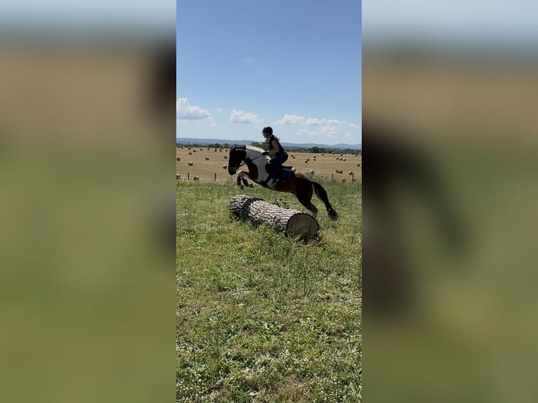 Polo Pony Mix Ruin 5 Jaar 147 cm Gevlekt-paard in Orvieto