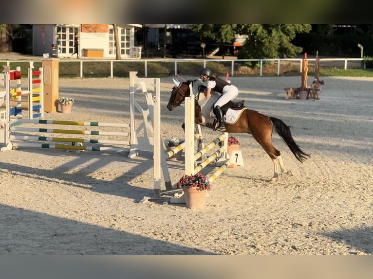 Polo Pony Mix Ruin 5 Jaar 147 cm Gevlekt-paard in Orvieto