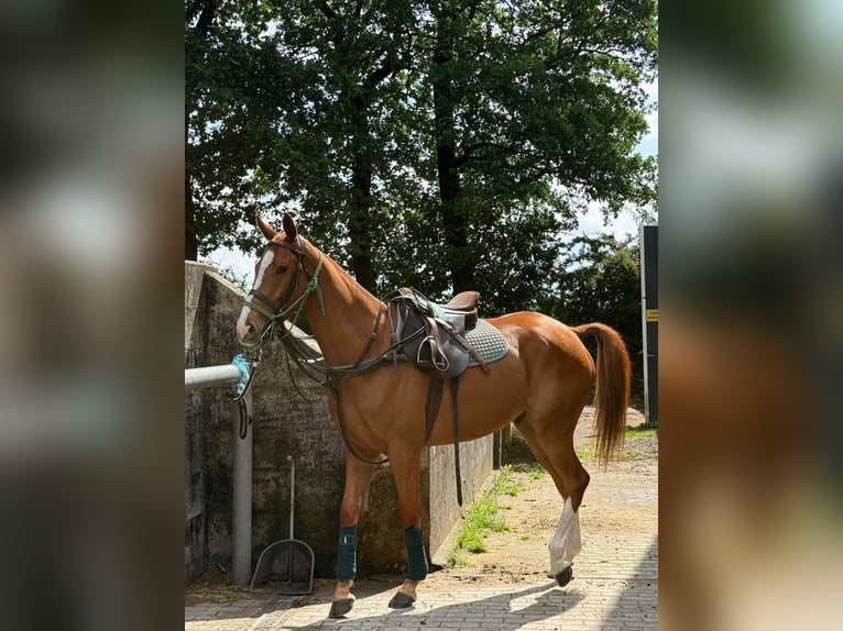 Polo Pony Ruin 6 Jaar 164 cm Donkere-vos in Fehling
