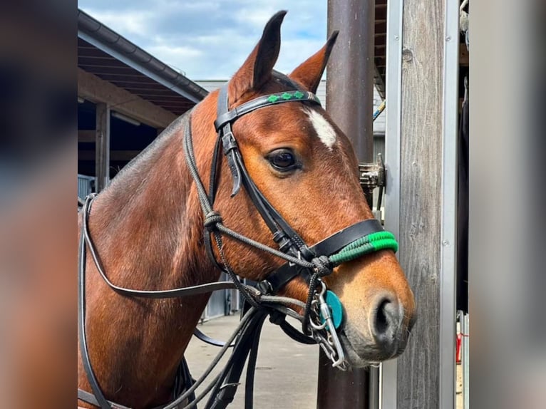 Polo Pony Ruin 7 Jaar 152 cm Bruin in Seuzach