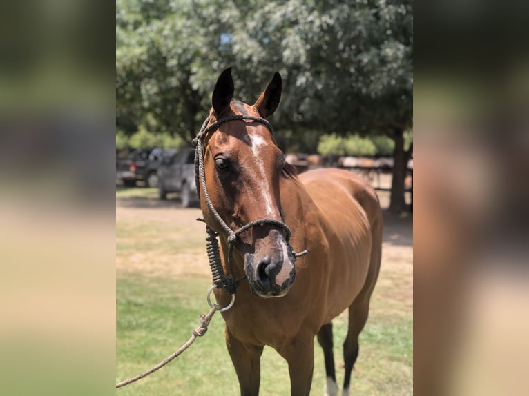 Polo Pony Ruin 7 Jaar 157 cm Bruin in Mainbernheim