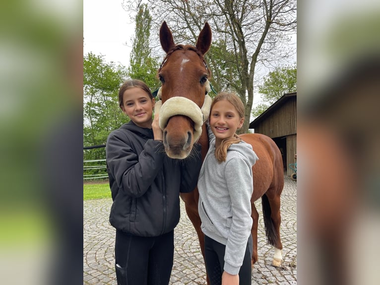 Polo Pony Mix Ruin 8 Jaar 149 cm Vos in Iphofen