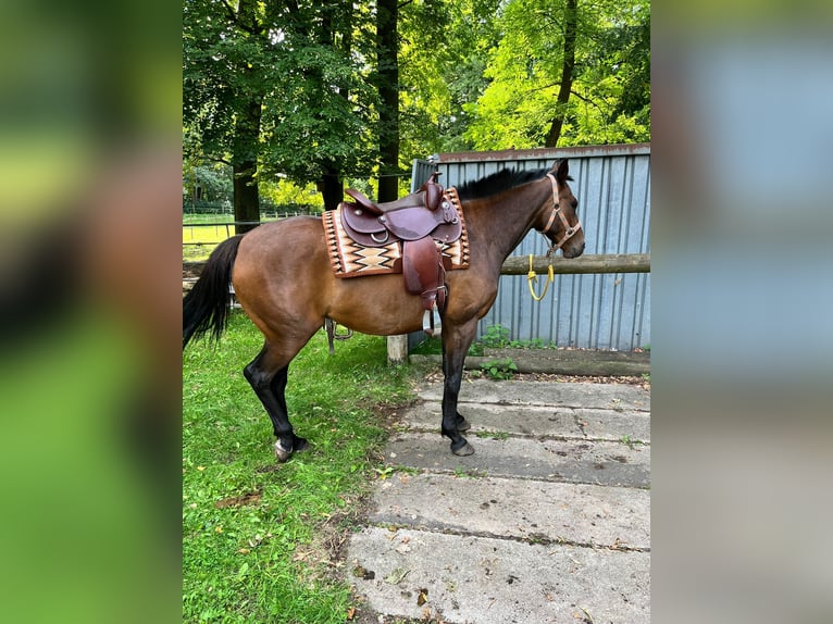 Polo Pony Ruin 8 Jaar 158 cm Bruin in Quitzdorf am See OT Petershain