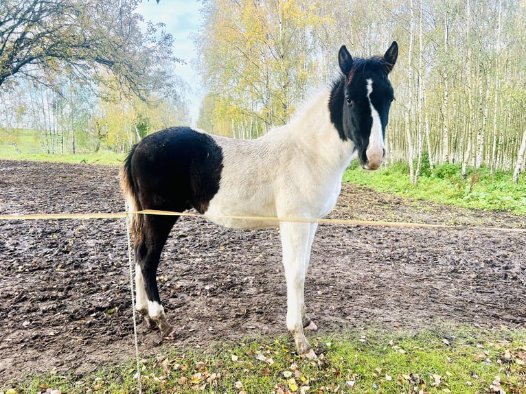 Polo Pony Mix Stallion 1 year 14.2 hh Tobiano-all-colors in Zydiskss