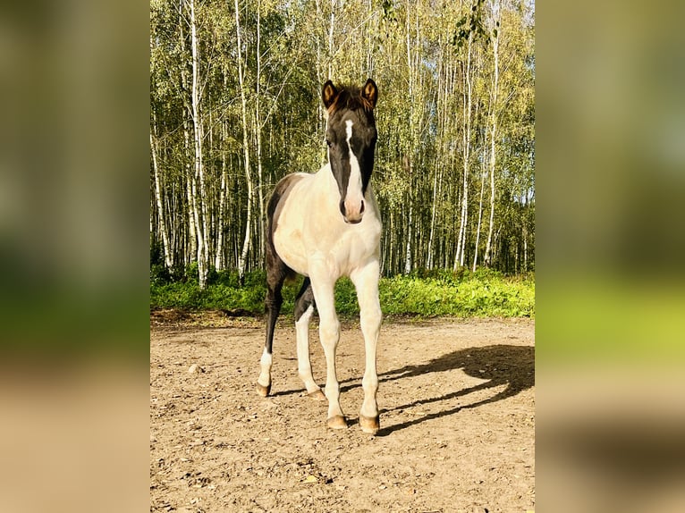 Polo Pony Mix Stallion 1 year 14.2 hh Tobiano-all-colors in Zydiskss