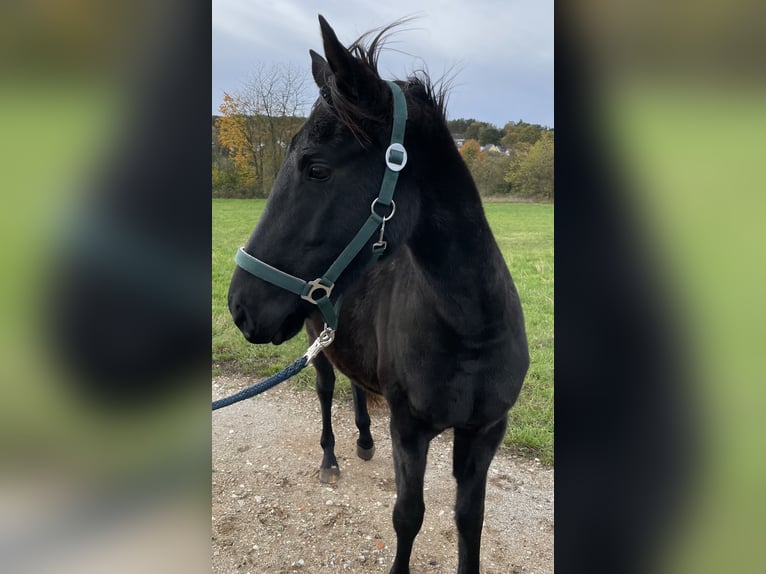 Polo Pony Stallion 3 years 14,1 hh Black in Heroldsberg