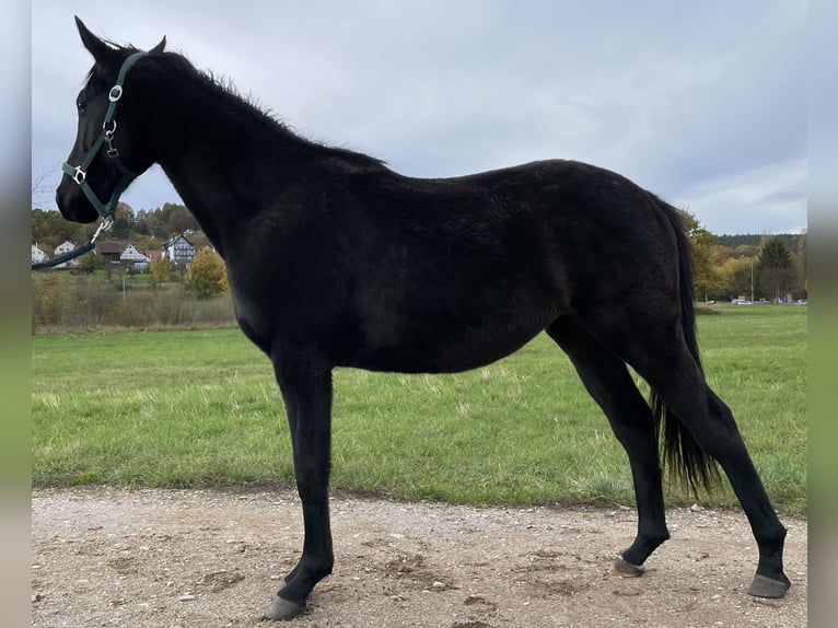 Polo Pony Stallion 3 years 14,1 hh Black in Heroldsberg