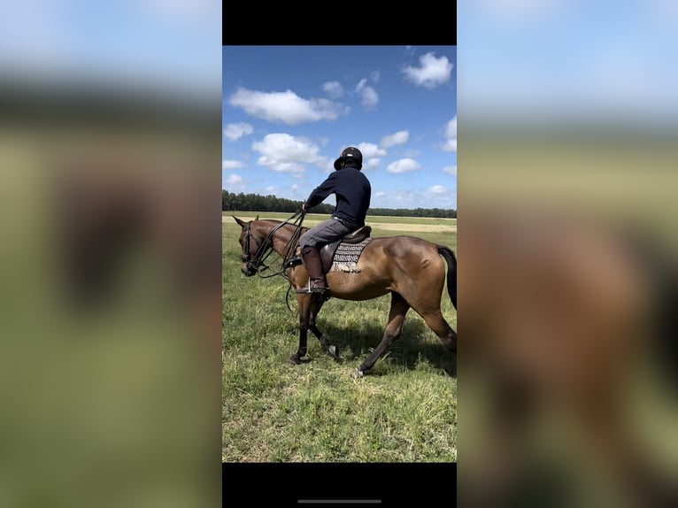 Polo Pony Stute 10 Jahre 155 cm Brauner in San Miguel del monte, Buenos Aires, province