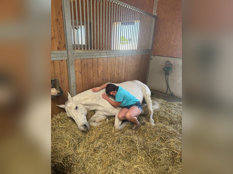 Polo Pony Stute 10 Jahre 155 cm Schimmel in Schönaich