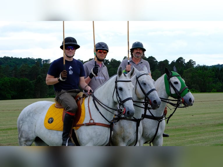 Polo Pony Stute 10 Jahre 155 cm Schimmel in Schönaich