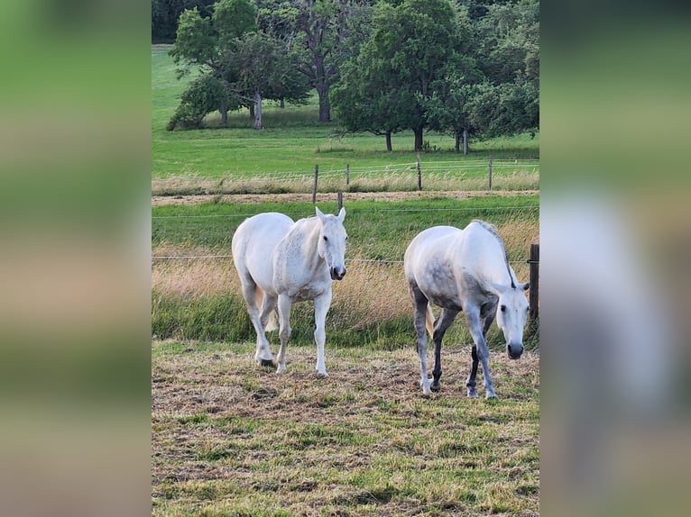 Polo Pony Stute 10 Jahre 155 cm Schimmel in Schönaich