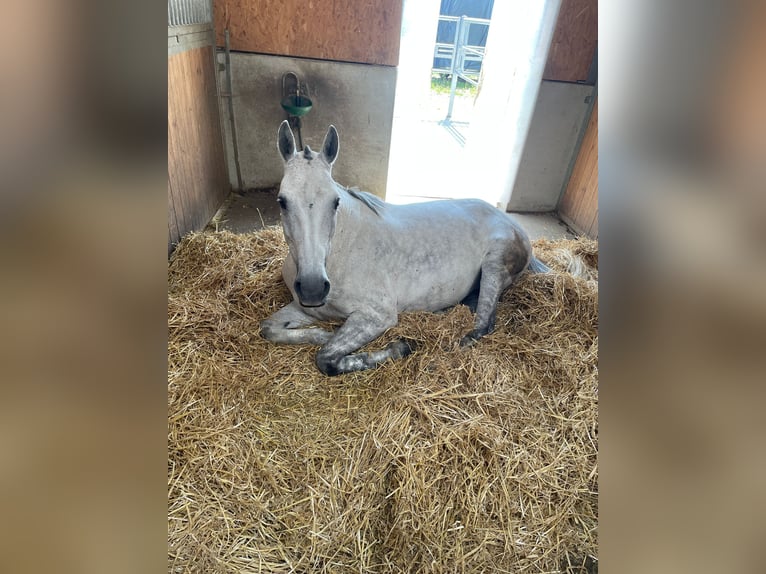 Polo Pony Stute 10 Jahre 155 cm Schimmel in Schönaich